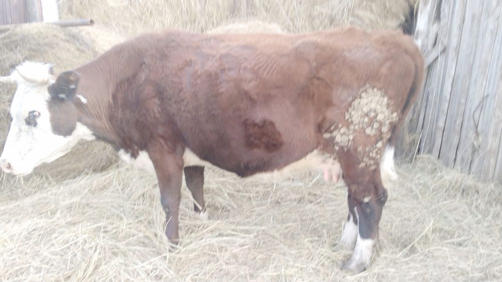 Продам корову от города 40км