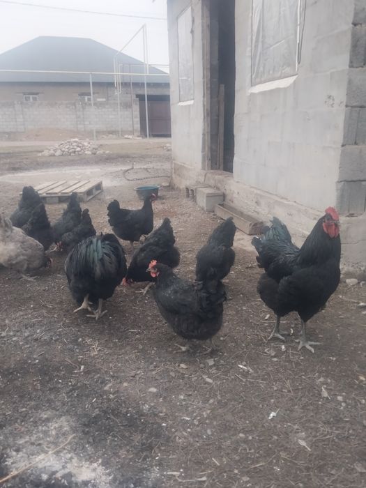 Тауықтар сатылады 6000 тг