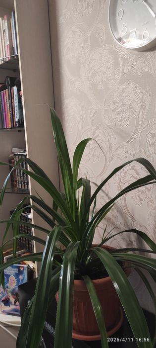 Пандаус Венча (Винтовая пальма)