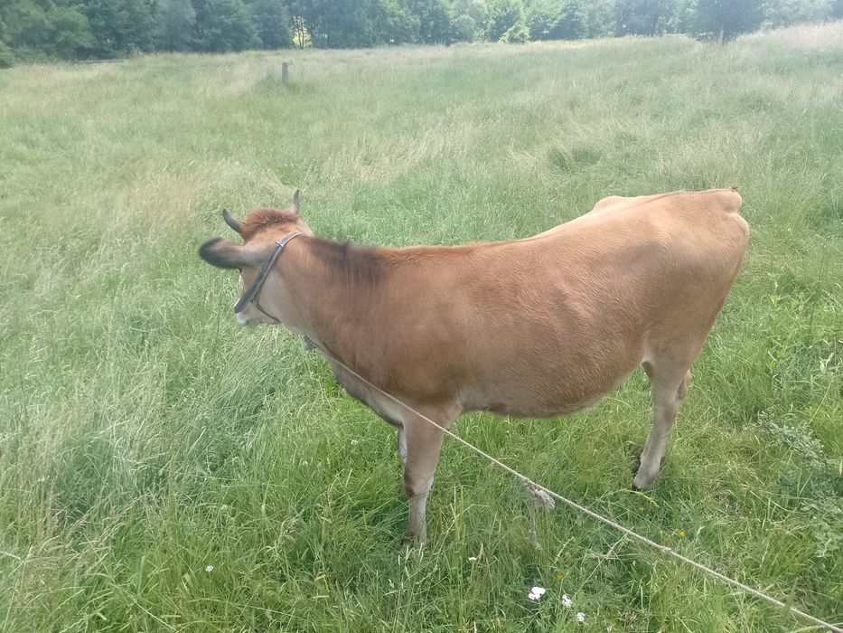 Продавам юница Джерсей на 1 година и 3 месеца
