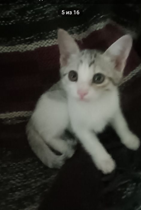 Пристраиваются   котята