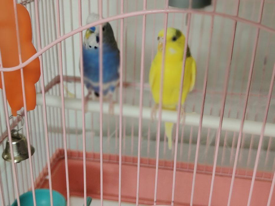 Продам 2 попугая веселого