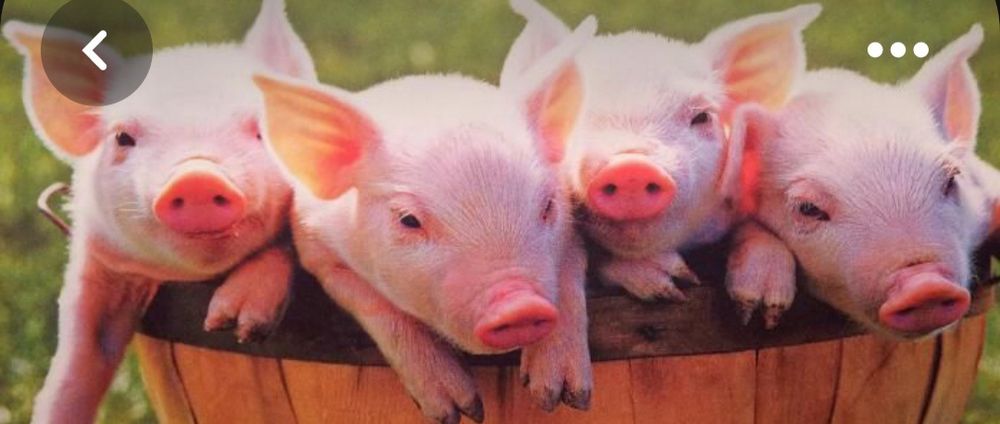 Поросята  круглый год