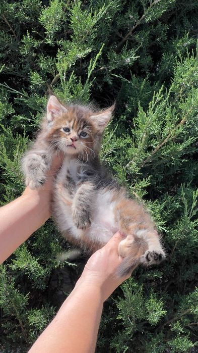 Котята породы мейнкун