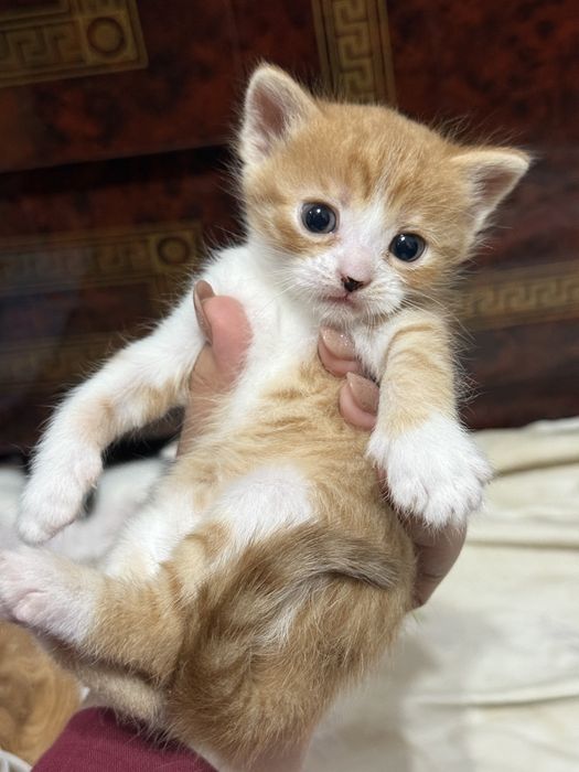 котята вислоухие