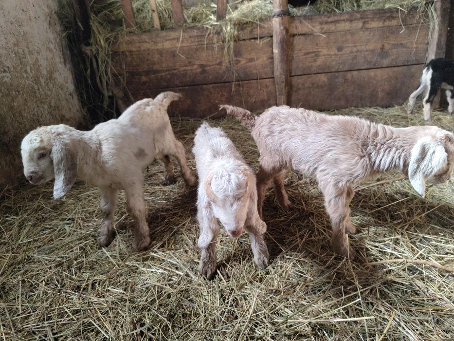 Vând Capre și iezi