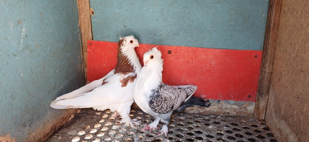 Porumbei voltați , voltati indieni ,, voiajori. Satineti și jucători.