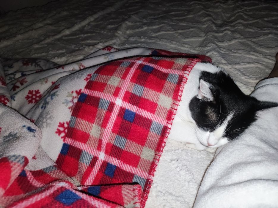 Кошка в добрые руки