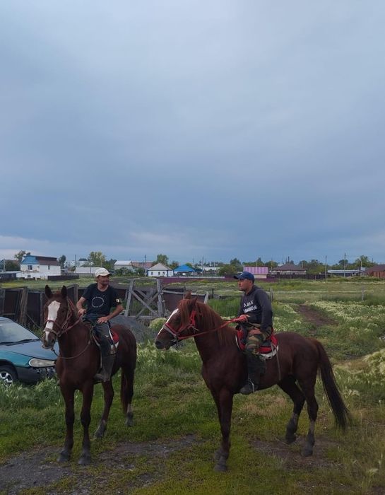 Продам кунана 3 года