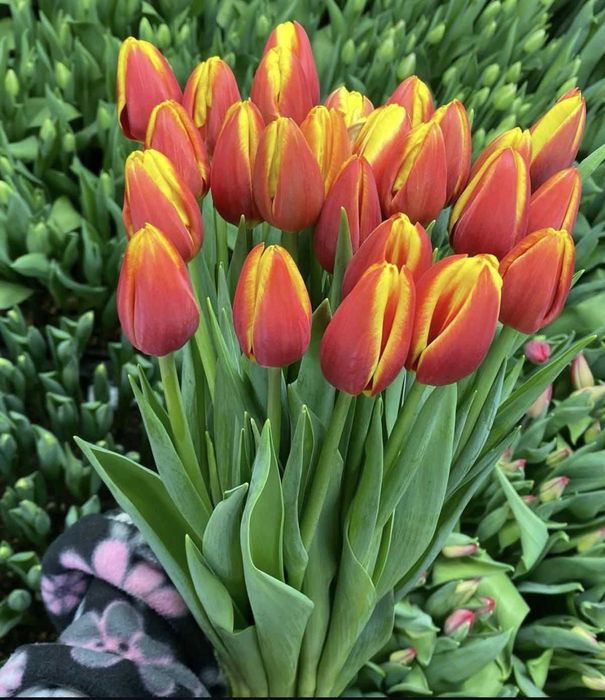 Тюльпаны крупные.