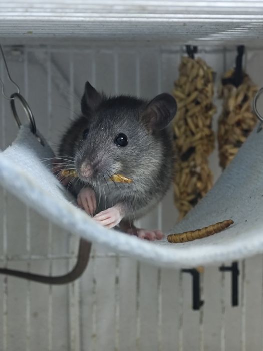 Декоративные крыски бесплатно