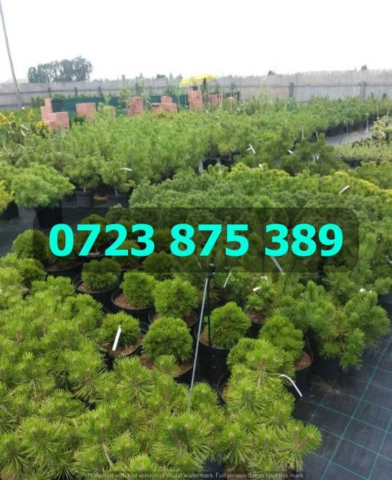 Produse de Top pentru Grădină – Confirmare Vizuală la Livrare