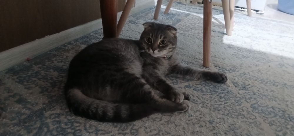 Кошка шотландский вислоуха