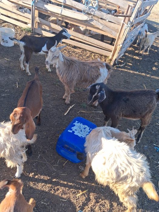 Vând iezii crescuți fără chimicale