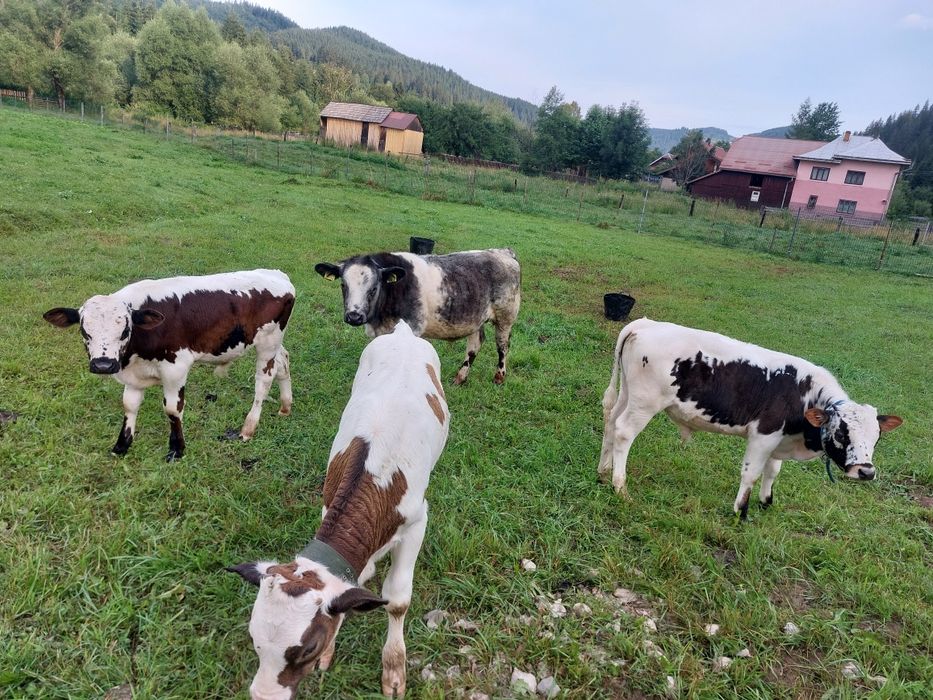 Patru taurasi de vanzare