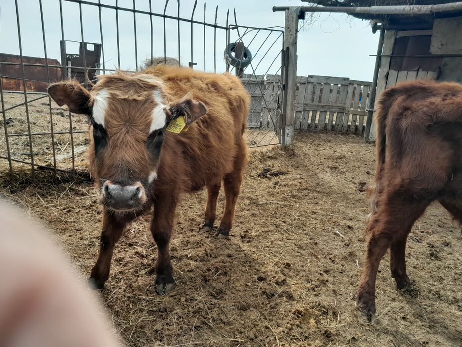 Еркек бұқашық баспақтар сатылады