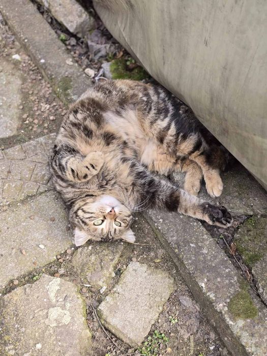 Подаряват се котета