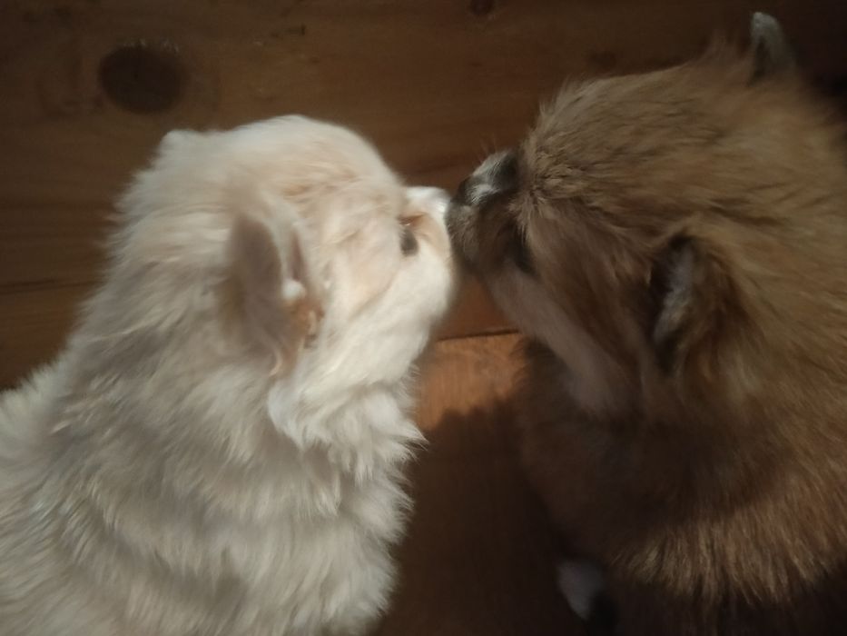 Померанский шпиц