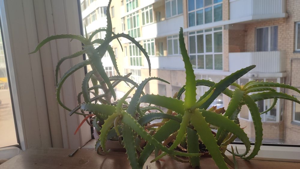 Алое  суккулент лечебный