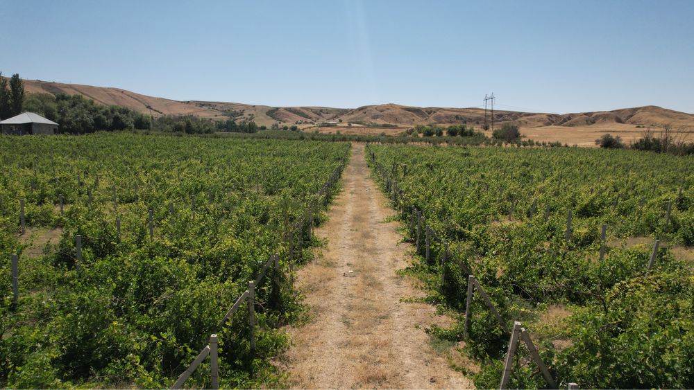 Мал қора + алма бағы арендаға беріледі