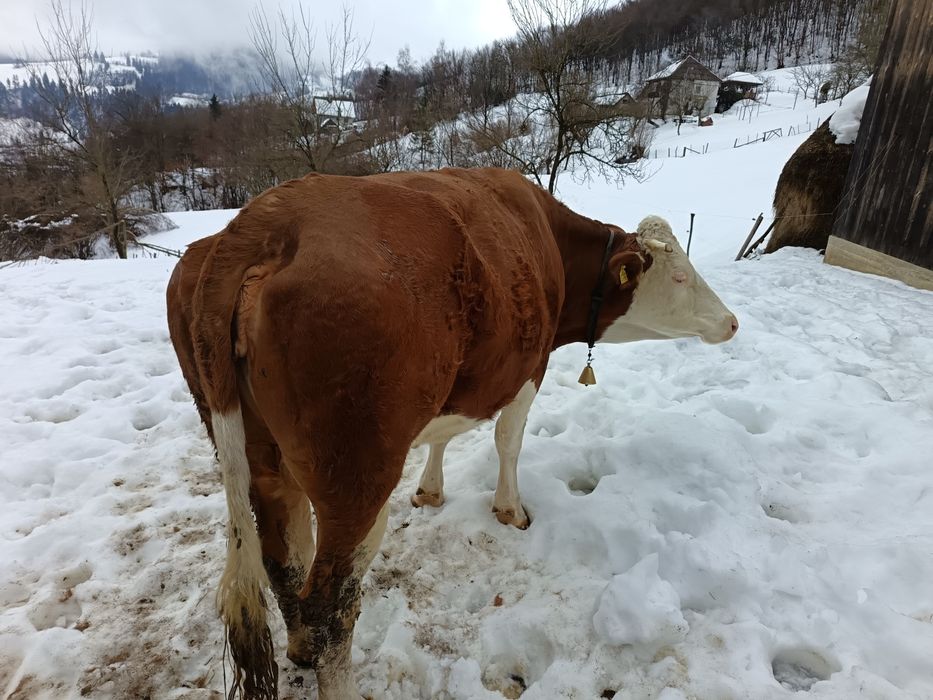 Vând vacă 4 ani și junincă 2 ani
