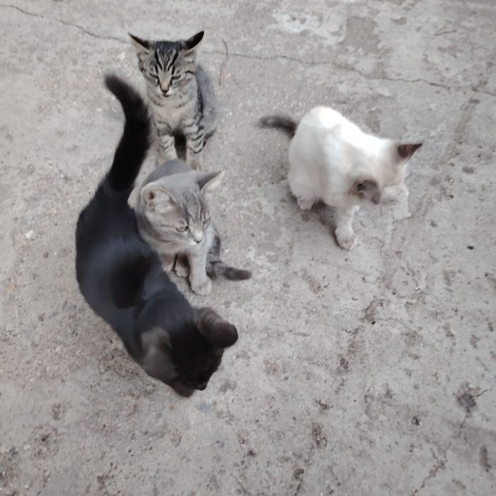 Дарю котят 3,5 месяца