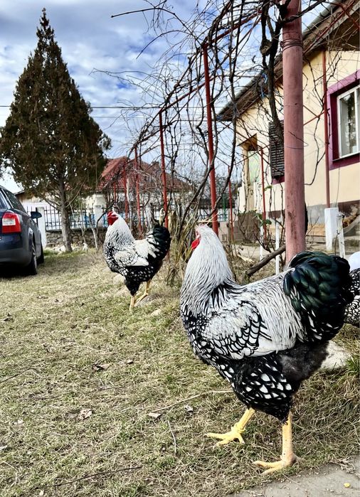 TOP Oua incubat Wyandotte Argintiu Trimit prin curier in toata tara