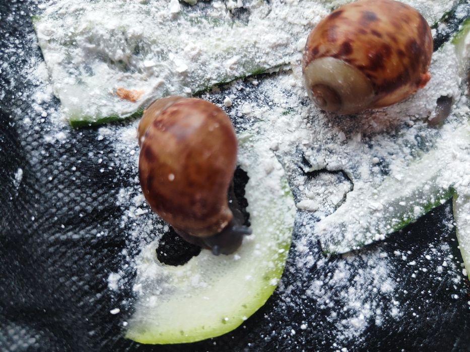 Архахатина маргината овум