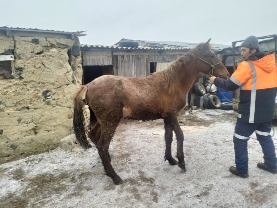 Тай сатамын жемде тұр