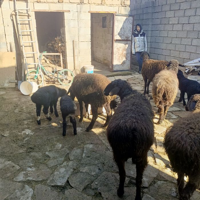 Қозылы қои 130000 саудасы бар