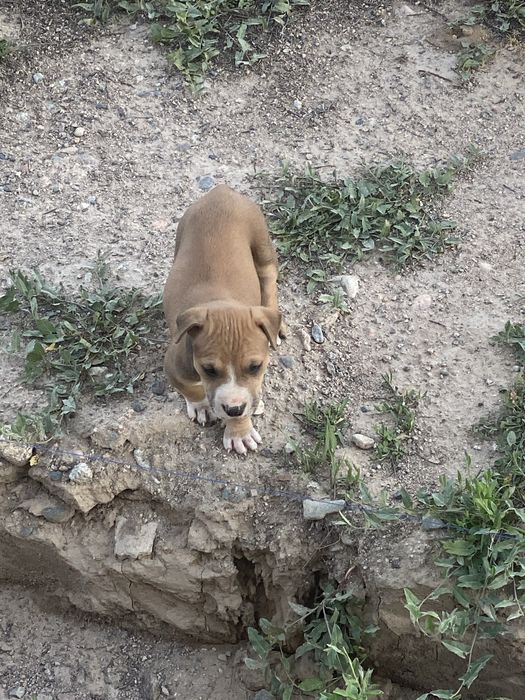 Амстаф хорошый телосложение