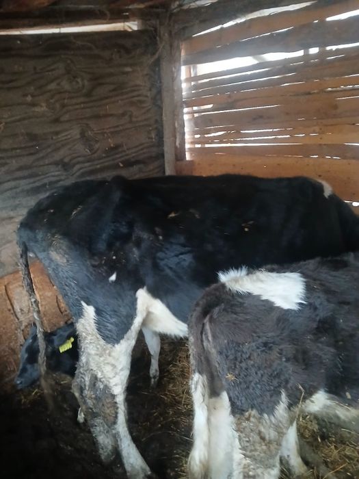 Vând  o vaca de ținut sau de taiat