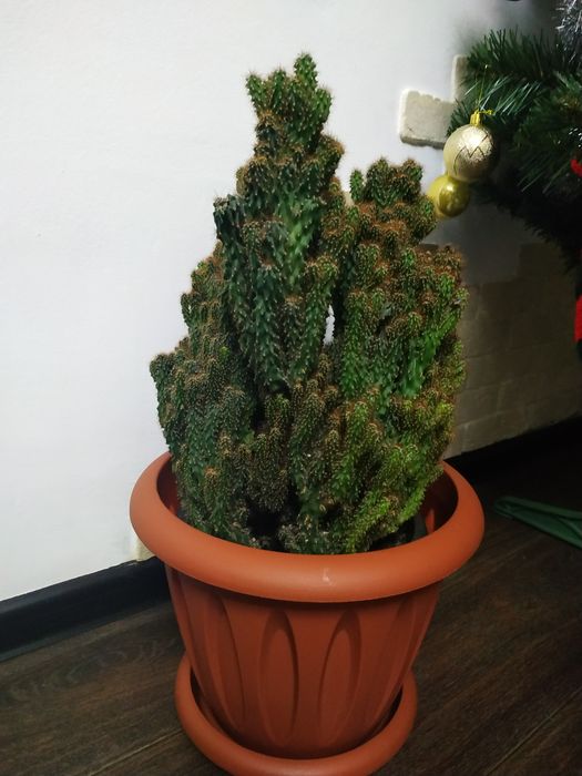 Продам кактус, 50 см