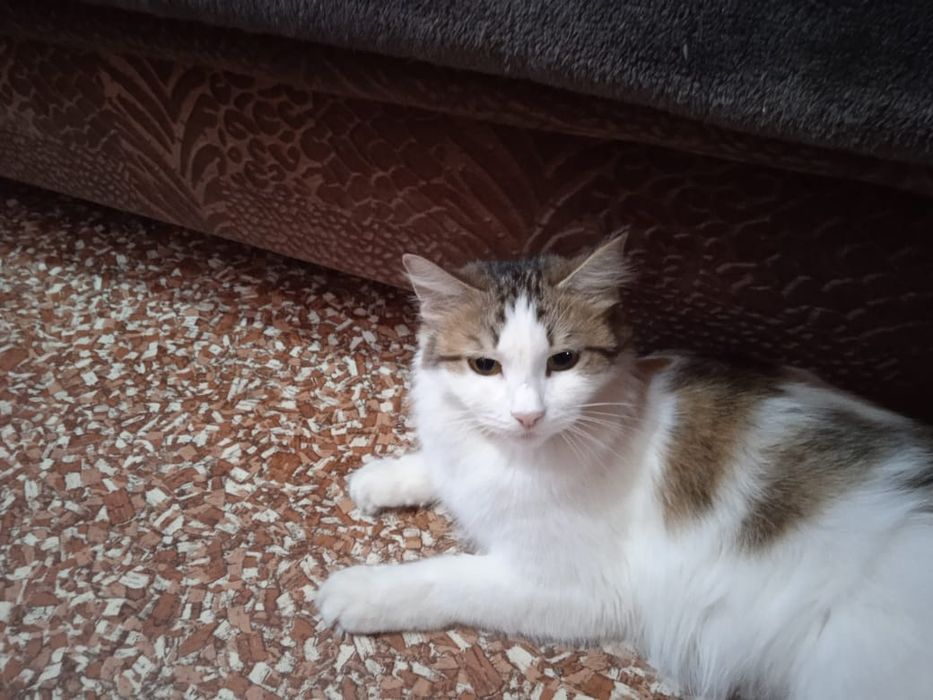 Отдам кошку в хорошие руки