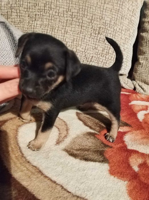 Пинчер  женско ...