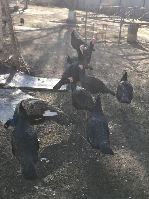 Мекен 14000қораз 17000