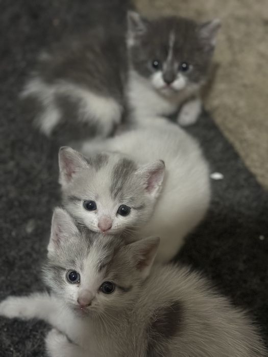 Кошка отдам бесплатно