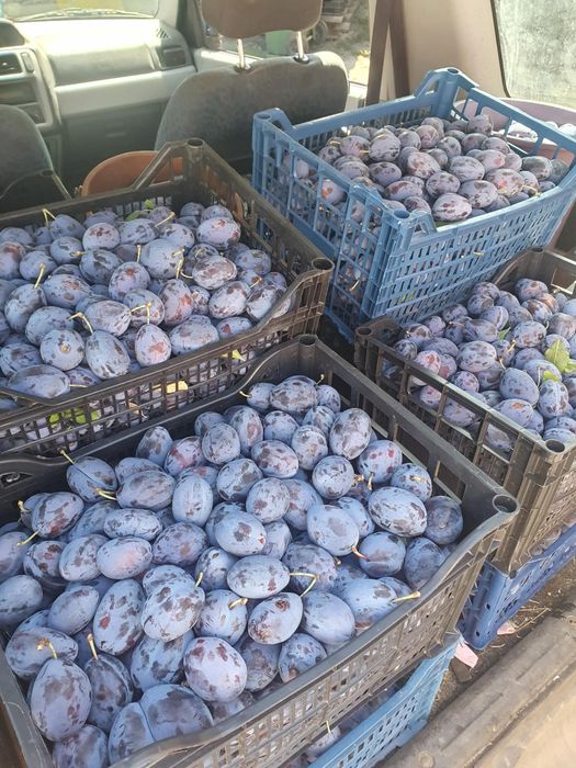 Prune de consum!!! Stanley Bluefree Bistritene