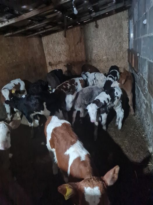 Племенные телята бычки и телочки