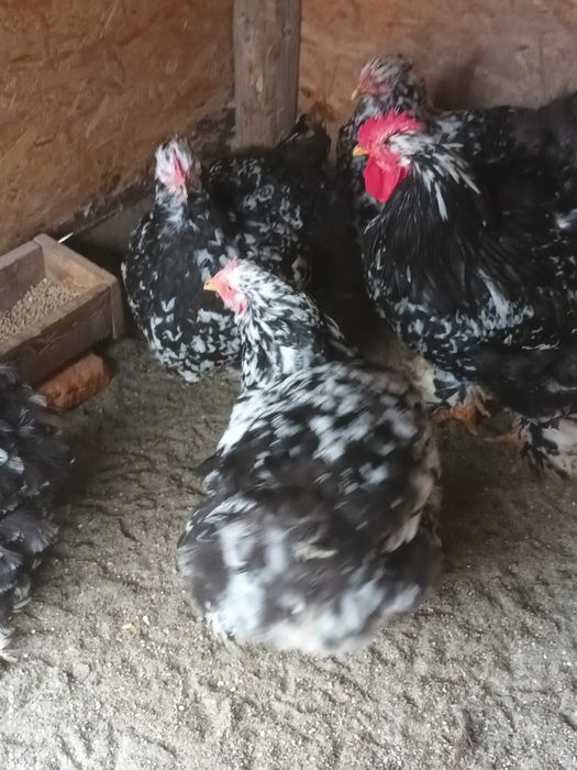 Brahma si cochinchina oua de incubat