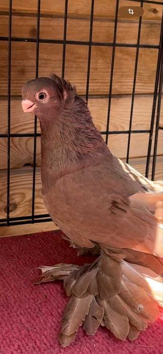 Продам узбекских элитных голубей