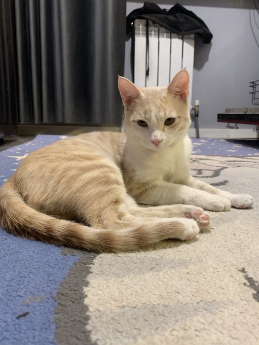 Отдам котенка ~6 мес