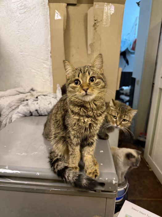 Котенок МИША ищет семью. Стерилизован