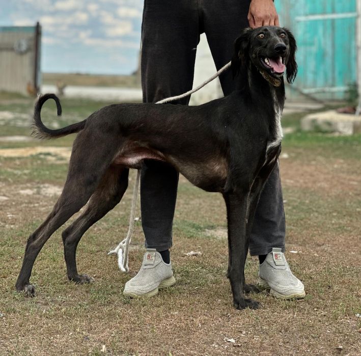 Арлан 3 жас                  .