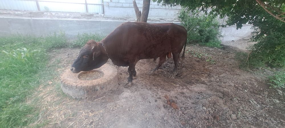 Пародный кал шох зотлардан