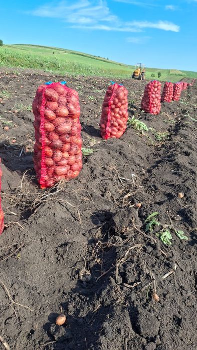 Cartofi de consum și de sămânță