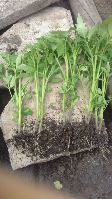 Разсад Домат, Пипер, Чубрица и др.