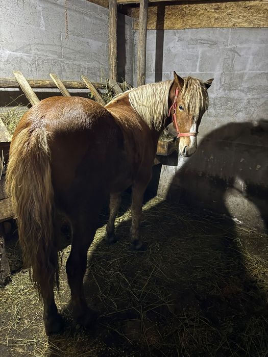 Vând mânză Blondă