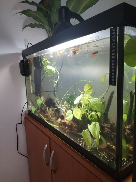 Vând acvariu de 80 litri