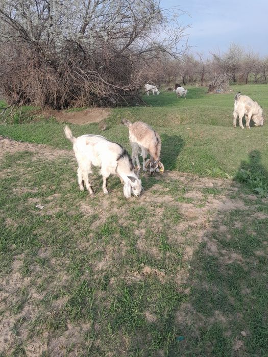 3 бас Ешкі сатылады